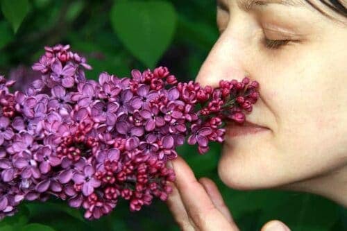איך ריח יכול להרגיע אותנו